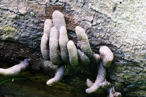 Halloween: a hideg futkos az ember hátán ettől a gombától