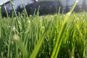 Fűkasza választási kisokos