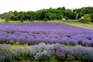 Használt kávékapszulából kinyert zaccal javítják a földet a Pannonhalmi Levendulásban