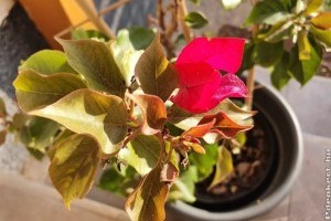 Bougainvillea (murvafürt) teleltetése: ezekre kell figyelni
