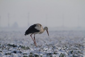 Nagy bajt okozhatunk, ha dédelgetjük az áttelelő gólyákat!