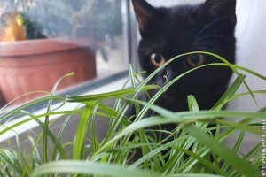 Ezt tedd, hogy a cicád ne rágcsálja a többi szobanövényt!