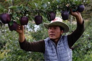 A világ legdrágább almájához szinte lehetetlen hozzájutni