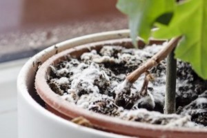 Mit kell tenni, ha penészes a virágföld?