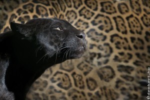 Újabb helyeken bukkant fel a fekete párduc?