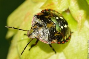 Hogyan szabaduljunk meg az ágyi poloskáktól?