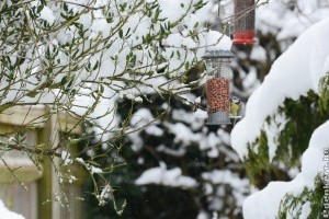 Így vigyázz kertedre és lakóira télen!