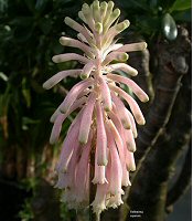 Hengeresliliom (Veltheimia capensis)
