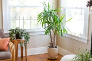 Sárgul a jukka (yucca) levele, ezek okozhatják