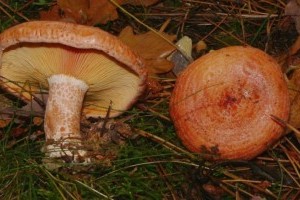 Ezekkel a gombákkal téveszthető össze 2022 gombája!