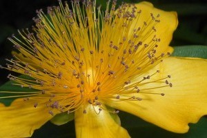 Örökzöld orbáncfű – egy tökéletes talajtakaró, ami elnyomja a gyomokat