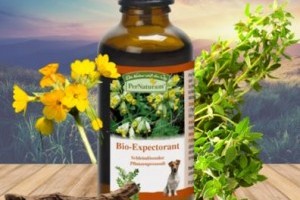 Köhögéscsillapítás kutyáknál