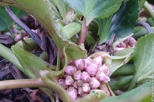 Ez az évelő szinte kipusztíthatatlan, és ez az egyik első tavaszi virág a kertben