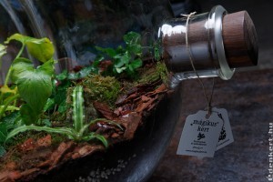 Saját dzsungelt mindenkinek - mágikus kertek Zuglóból