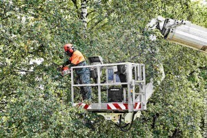 Fakivágáshoz és metszéshez használható emelőgépek és munkaállványok