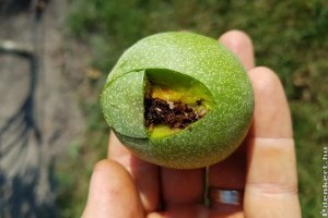 A dióburok-fúrólégy: így tudsz ellene védekezni