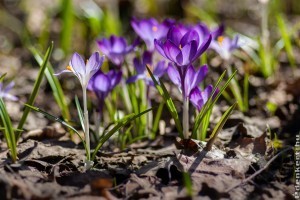 Kora tavaszi teendők a kertben és a lakásban