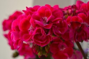 Muskátli teleltetés után: hogyan borul hamar virágba?