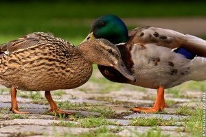 Panelrécék a pácban: ezt kell tenni, ha fészket raktak az erkélyen, lapostetőn