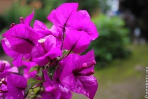 Bougainvillea tavaszi metszése - ha így készíted fel a szezonra, meseszép lesz!