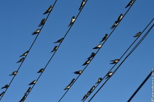 Óbudai? Így segíthet a fecskéken!