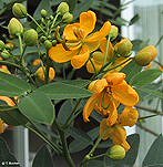 Krizantém: ha ezekre figyelsz, tele lesz virággal