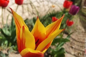 Így gondozzuk a tulipánt, hogy minden évben gyönyörű legyen!