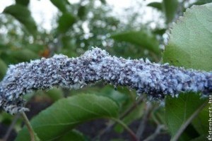 3 kártevő, ami óriási károkat okozhat a gyümölcsösben