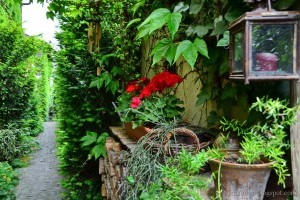 A kert, ami gyógyít: a terapeuta növényei