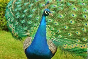 Nem csak gyönyörű, de ez a madár irtja a poloskákat is