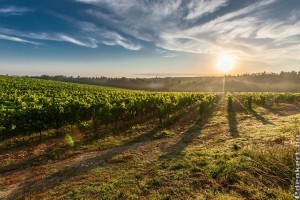 Alig hajtott ki a szőlő, de már támad a lisztharmat