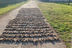 Hogyan előzhető meg az ipari rágcsálóirtás?