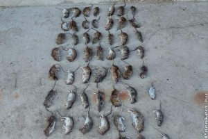 Milyen módszerek léteznek a patkányirtás kivitelezésére?