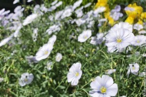 Ez a bájos virág kipusztíthatatlan és gyorsan szaporodik