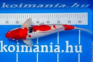 A koi ponty a kerti tavak ékessége