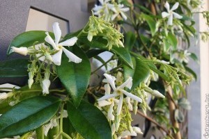 Csillagjázmin: nincsenek nagy igényei és gyorsan befutja a teraszt