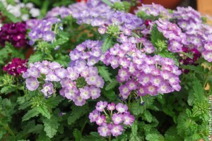 5 kistermetű dísznövény, amelynek érdemes helyet szorítani a kertben