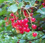 Krizantém: ha ezekre figyelsz, tele lesz virággal