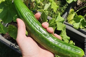 Kígyóuborka termesztése balkonládában: így lesz csodaszép a termés!