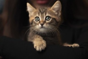 Kiscica érkezett a családba? Gondozási, etetési tippek, hogy boldog legyen az új családtag (x)