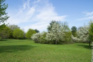 Így készítsd fel a kerted az ingatlan eladásra