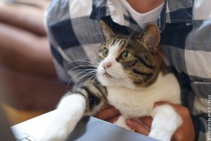 Mi lesz a 3 legfontosabb dolgod, ha cica érkezik a családba?