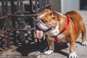 Segítség, túlsúlyos a kutyám!