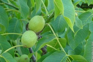 Hiába van kánikula, nem zavarja a dióburok-fúrólegyet