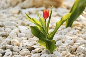 Betiltanák a kavicsos, murvás kerteket Németországban, ez az oka