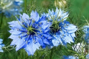 3 virág, amit most kell elvetned