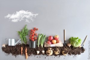 7 zöldség, amit mindenkinek kötelező lenne beépítenie a mindennapi étrendjébe