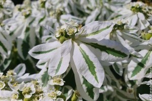 Ha ezt a virágot egyszer elveted a kertedben, soha többet kiirtani sem lehet!