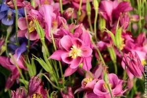 Ezzel a filléres trükkel jövőre rengeteg virágod lehet!