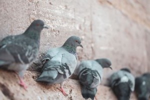 Épületeken megjelenő madarak hatékony elriasztása